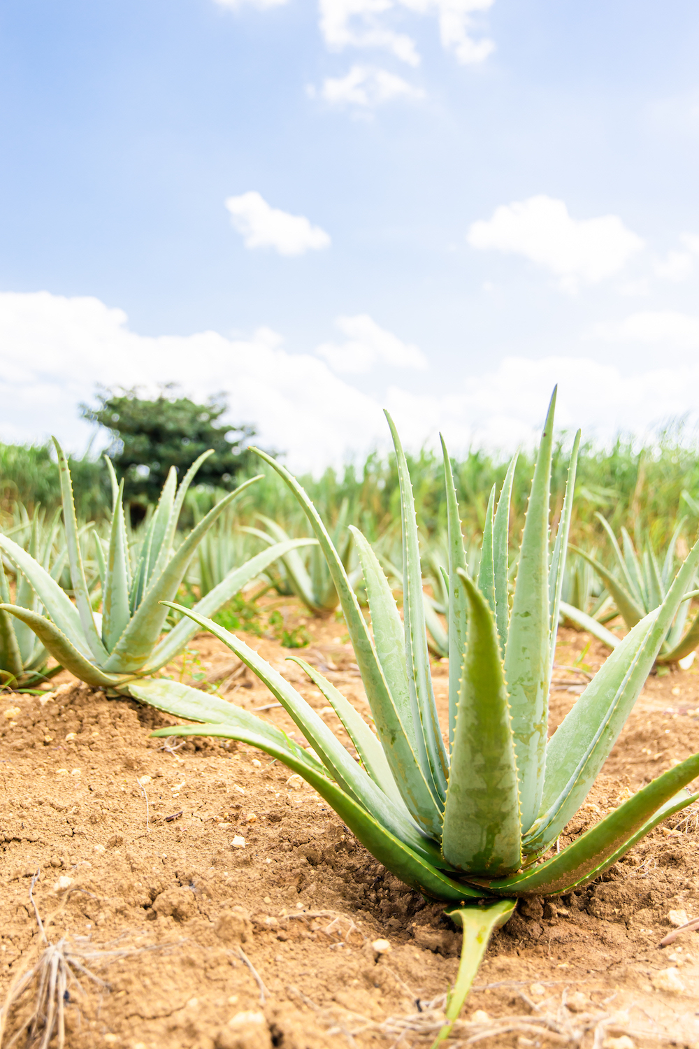 アロエベラ近景