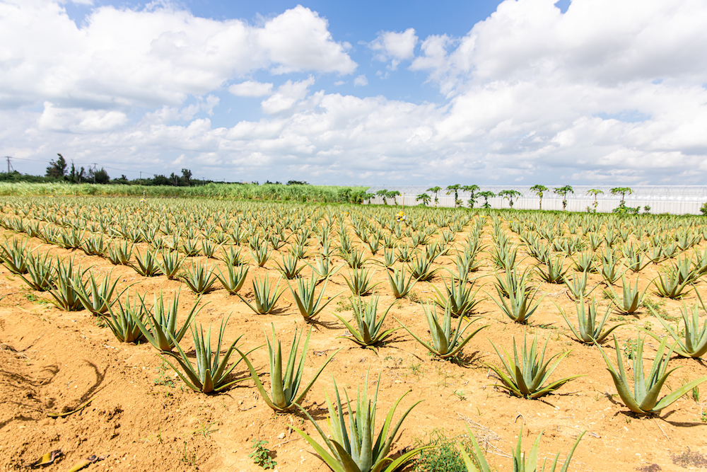 宮古島 しろう農園のアロエベラ畑